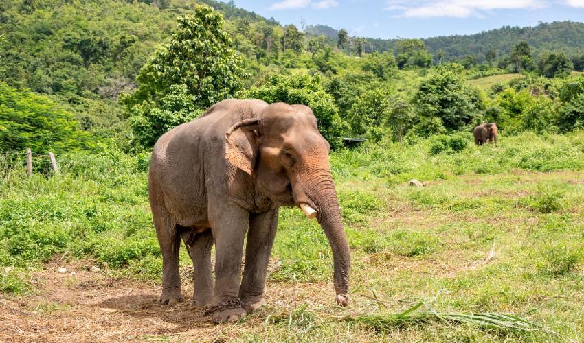 Wild Park Safari Home Stay Udawalawe Luaran gambar