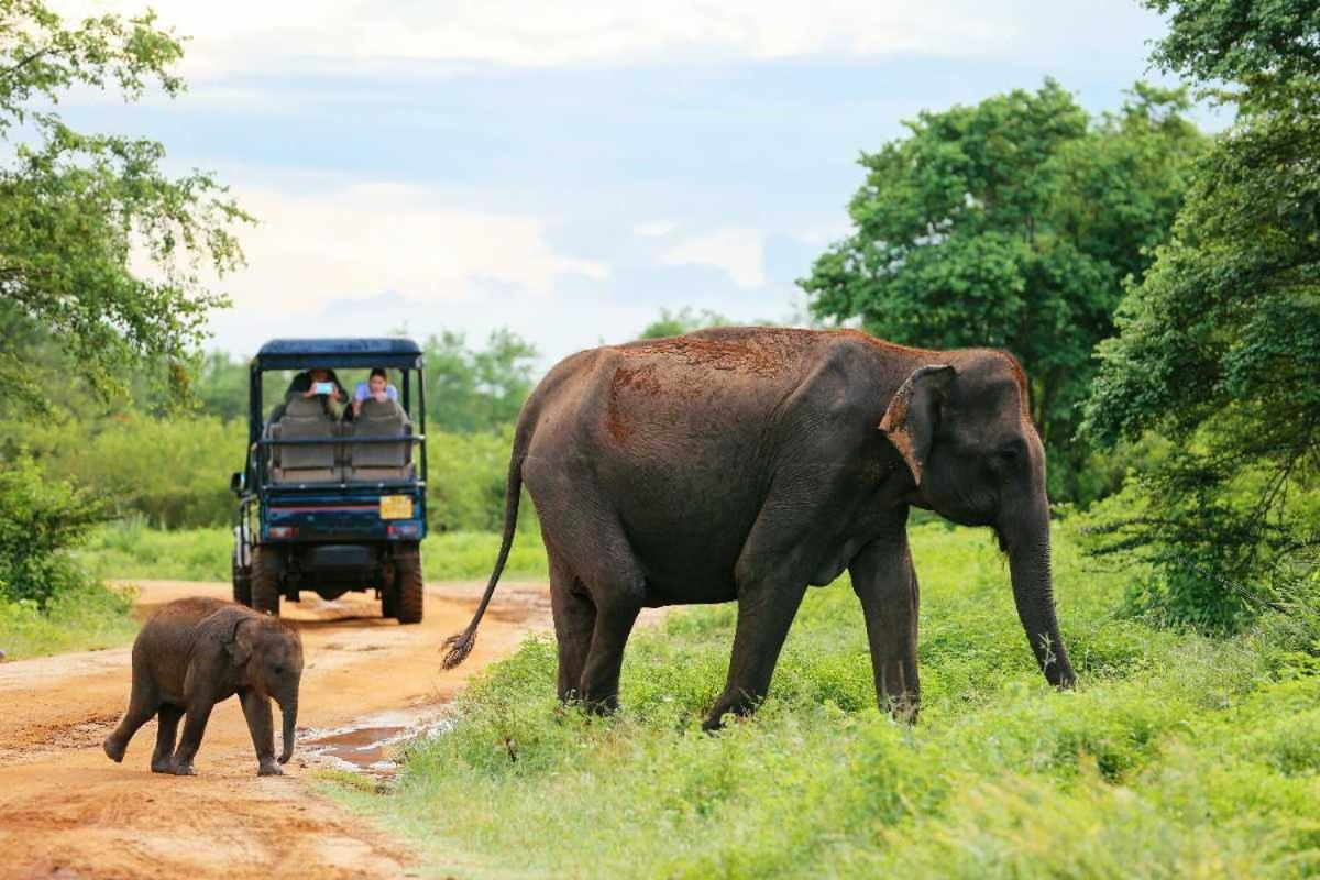 Wild Park Safari Home Stay Udawalawe Luaran gambar