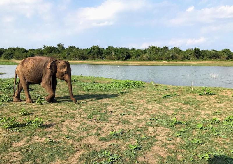 Wild Park Safari Home Stay Udawalawe Luaran gambar