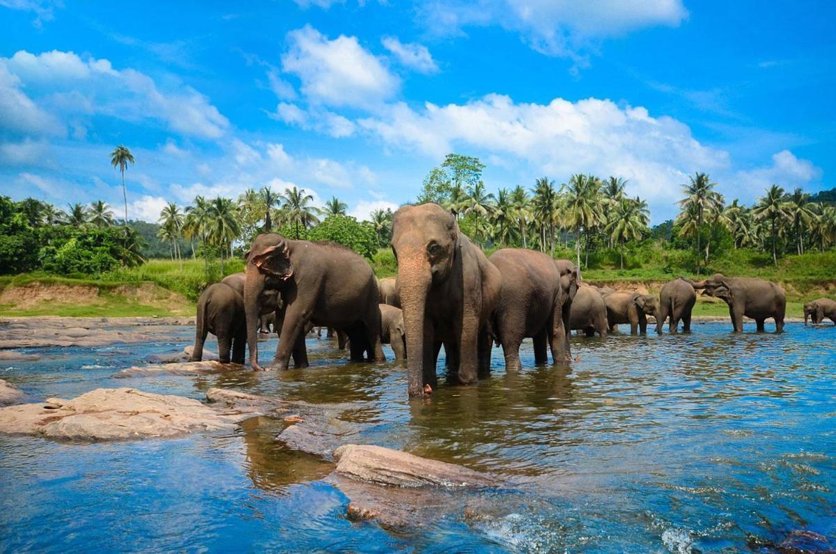 Wild Park Safari Home Stay Udawalawe Luaran gambar
